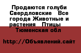 Продаются голуби Свердловские - Все города Животные и растения » Птицы   . Тюменская обл.